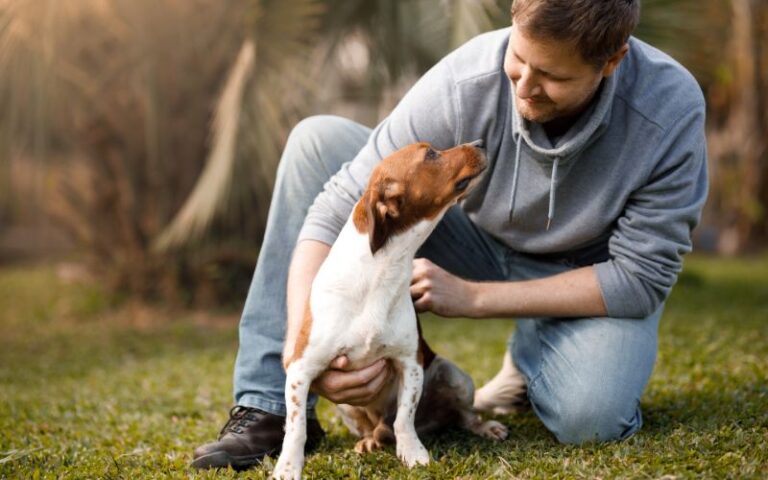 custodia compartida del perro