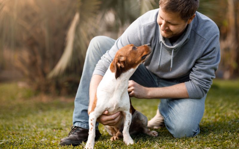 custodia compartida del perro