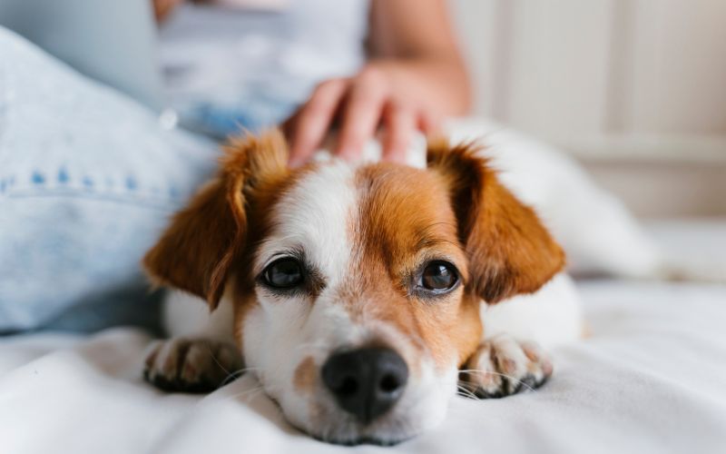 custodia compartida del perro detalle de mano acariciando un perro